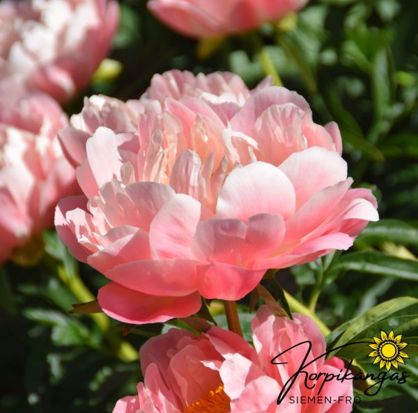 Pion, Luktpion  Rötter